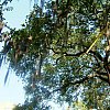 Spanish moss so this must be beautiful Savannah, Georgia.