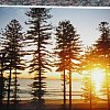 The whispering pines at Manly, Sydney in Australia.