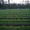 Takatu Lodge and Vineyard north of Auckland, NZ