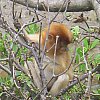 Young male proboscis monkey at Bako National Park, Sarawak. When they are young their noses are turned up, when mature they have the whole Jimmy Durante.