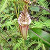 Pitcher plant, somewhere in Sarawak