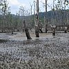 Dying mangroves at Bako National Park in Sarawak. Acres and acres of them.