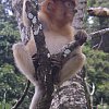 Baby proboscis monkey at Bako National Park, Sarawak