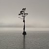 "The most photographed tree in the country," said Russell the fishing guide -- and you can see why. Lake Brunner, South Island, New Zealand