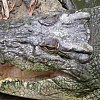 Fresh water crocodile in a creek near Cairns.