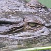 At which time the zoom lens is very welcome. Crocodile near the Daintree River, Tropical North Queensland in Australia.