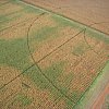 The geometry of sugar cane plantations in northern Queensland, as seen from a hot air balloon.
