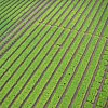 Mango grove in the Atherton Tablelands in Tropical North Quuensland, Australia. Best seen from a balloon like this.