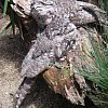 A couple of unloveable Papuan Frogmouths, birds found in a small area of the north east of Australia. They mate for life -- and I guess there's a reason. Further evidence that birds don't understand mirrors.