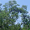 Fruit bats just hanging around on the banks of the Daintree River which runs through Daintree National Park in North Tropical Queensland, Australia.