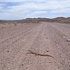 Goanna on the highway to Arkaroola in central South Australia. There is a lot of road like this, and a lot even worse.