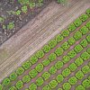 Imposed geometry of trees in the Atherton Tablelands of Tropical North Queensland. From a balloon.