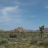 Not a member of U2 in sight. Joshua Tree, California.