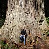 Which is why they are called giant redwoods. In the forest near god-awful Crescent City in Northern California where we spend a year one night. There's a story about my night in a bar there in the Snapshots pages.