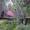 Cabin 56 at the Coco Palms Resort on Kaua'i in the Hawaiian Islands. This is where Elvis filmed many indoor sequences for Blue Hawaii (it was used for four interiors) and the beautiful resort is now in tatters after a devastating tropical cyclone.