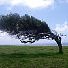 The skies may be clear, but they do experience wind on Norfolk Island