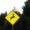 These signs are all over the Pacific North West. Never once saw a deer.