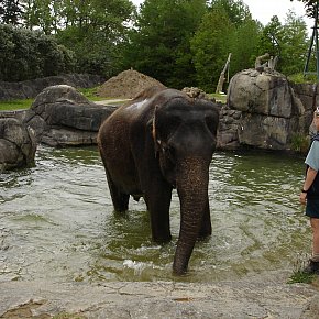 Elephant Polo in Thailand: Days of the Raj remembered (2006)